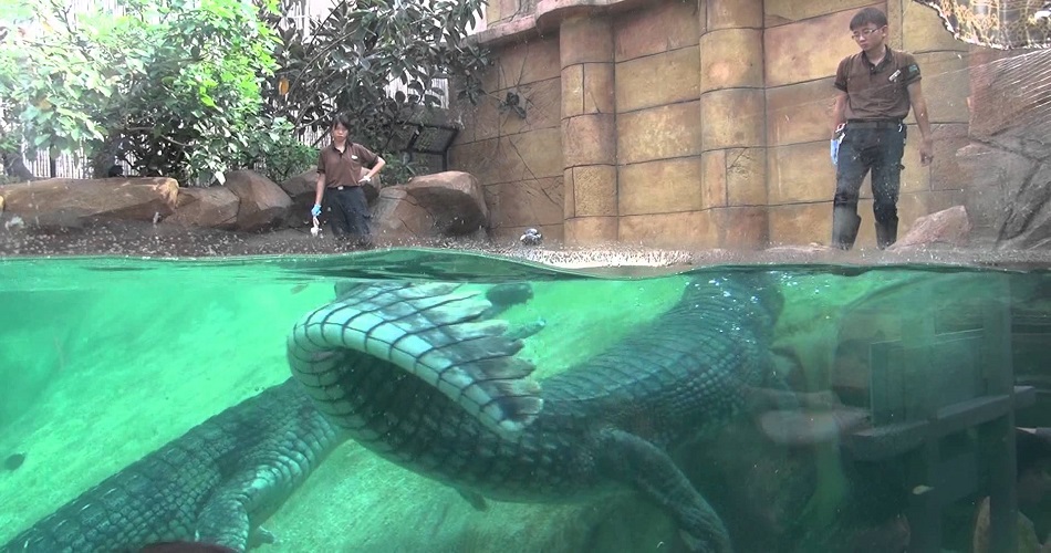 River Safari